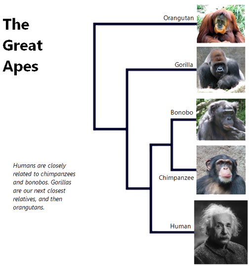 Siapakah orang yang mencetuskan teori evolusi