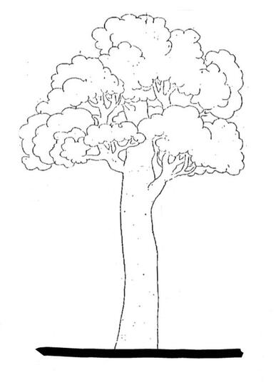 Gambar pohon mangga psikotes