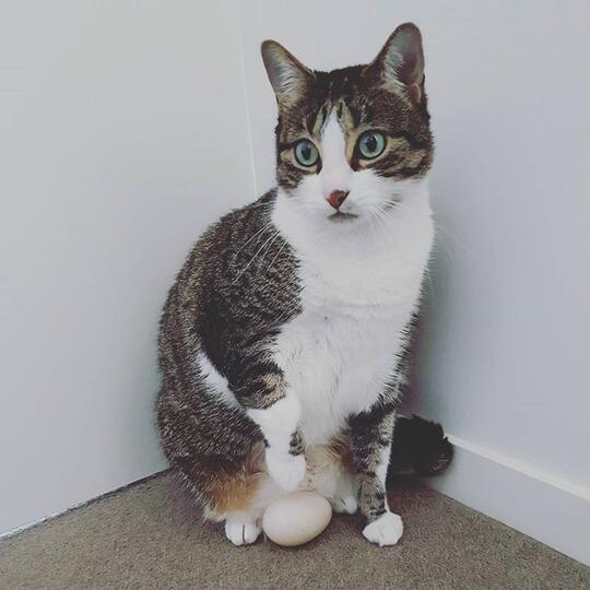 Kode-Kode Kucing Yang Sering Diabaikan
