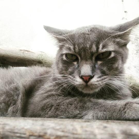 Kode-Kode Kucing Yang Sering Diabaikan