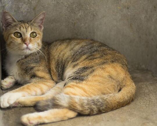 Kode-Kode Kucing Yang Sering Diabaikan