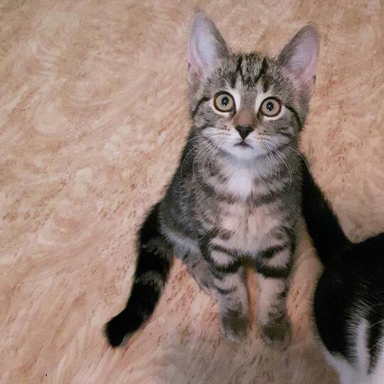 Kode-Kode Kucing Yang Sering Diabaikan