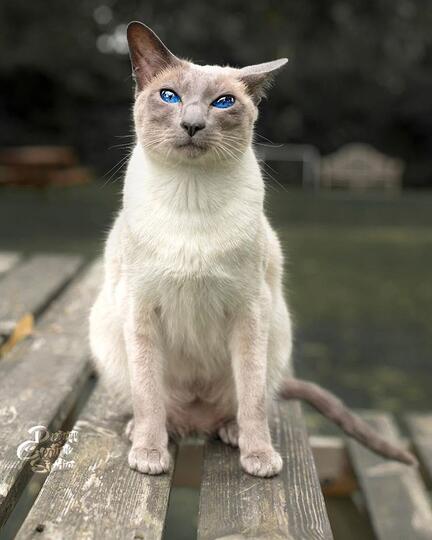 Kode-Kode Kucing Yang Sering Diabaikan