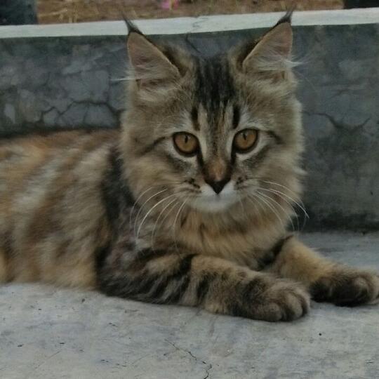 Kode-Kode Kucing Yang Sering Diabaikan
