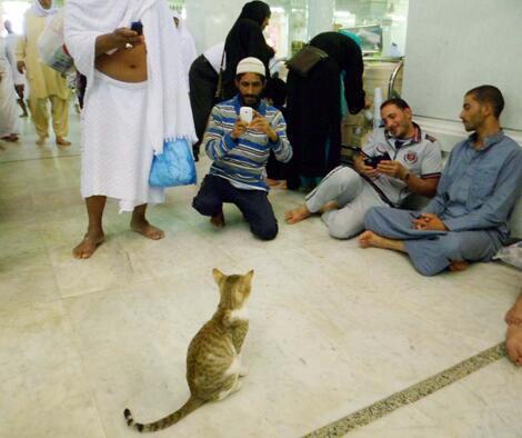 Gimana Milih Makanan Kucing Yang Bagus Kaskus