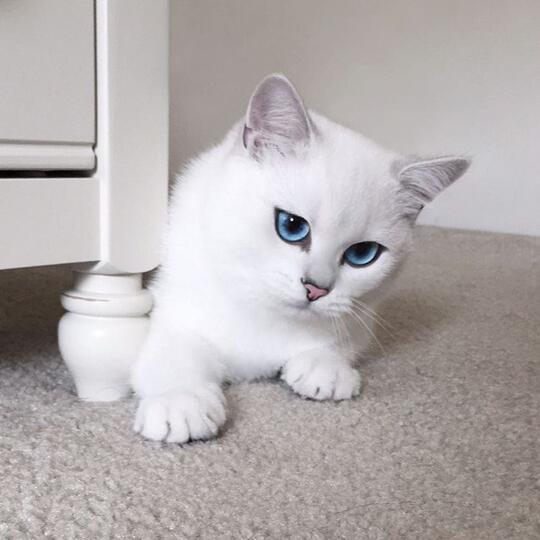 Kode-Kode Kucing Yang Sering Diabaikan