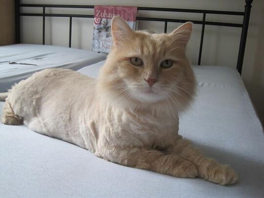 Kode-Kode Kucing Yang Sering Diabaikan