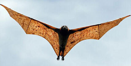 Tentang Kampret, Batman Versinya Orang Indonesia