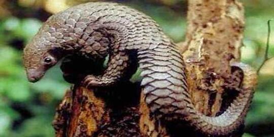 Hewan Purba Yang Masih Hidup Di Indonesia Kaskus