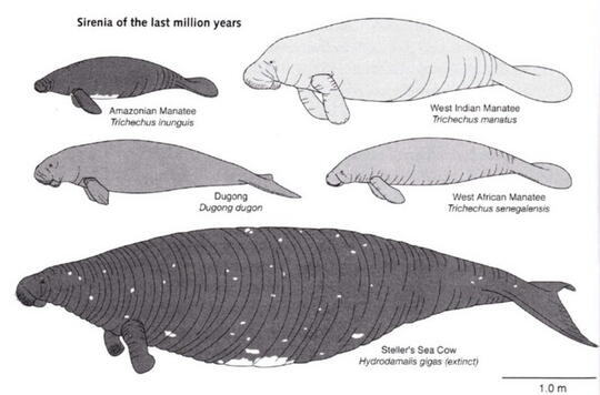 10+ Sapi laut hewan dugong update