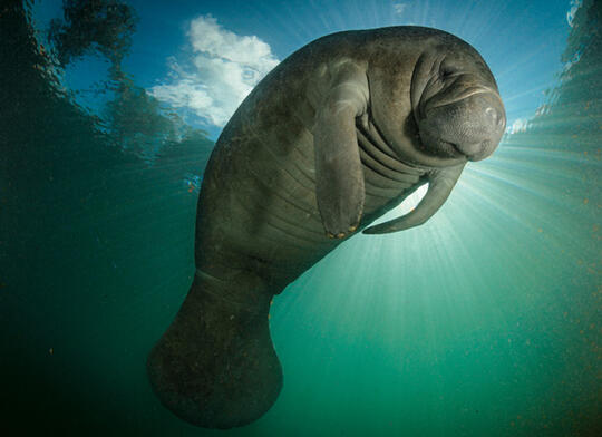 32+ Sapi laut hewan dugong download