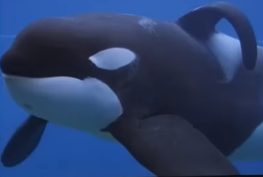 7 Hewan Air Yang Menyeramkan Kaskus