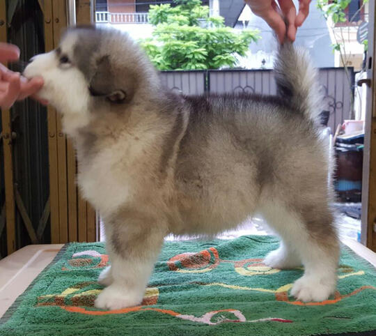 Alaska Malamute Lovers Page 31 Kaskus