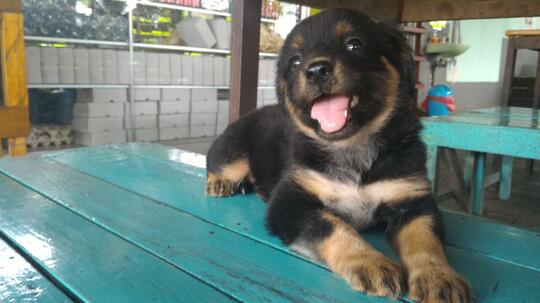 Anjing Kampung Mongrel Mix Breed Campuran Silangan Lover S Part