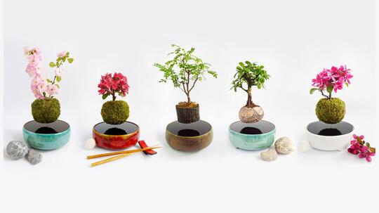 Floating Bonsai !! Bonsai Yang Mengambang !!