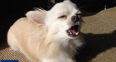 Kenalan Yuk Gan Sama Jenis Anjing Terkecil Di Dunia Kaskus