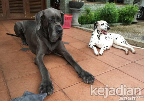 Anjing Tertinggi Di Dunia Ada Di Indonesia Kaskus