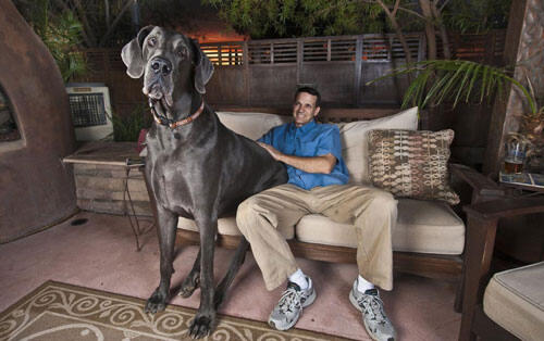 Anjing Tertinggi Di Dunia Ada Di Indonesia Page 24 Kaskus