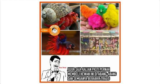 7 Hewan Ini di Jadikan 'Mainan' Idola Anak 90-an Tapi Berakhir Tragis