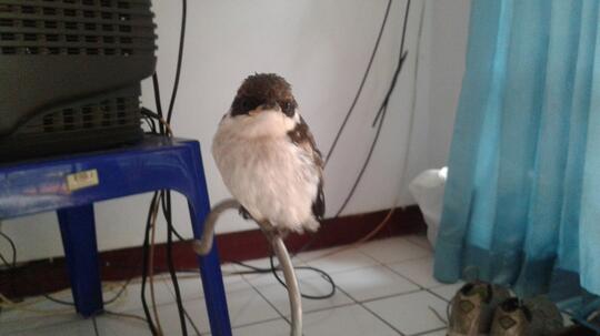 Perawatan Burung Ciblek Dari Loloh Ampe Abg Kaskus