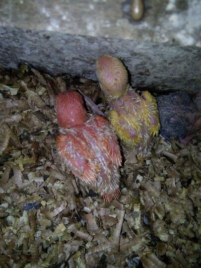 Lovebird Lovers Part 1 Page 25 Kaskus