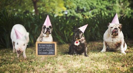 Dibesarkan Bersama Anjing Babi Ini Kira Dirinya Seekor Anjing