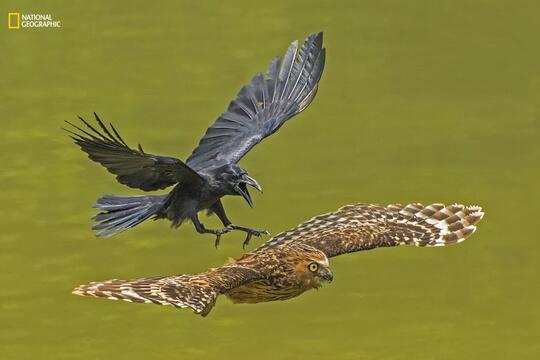 19 Foto Kontes NatGeo 2016 Ini Bikin Kamu Sadar Bagaimana Kondisi Alam Sekarang