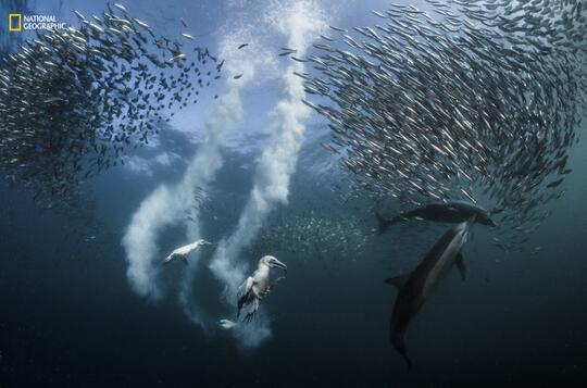 19 Foto Kontes NatGeo 2016 Ini Bikin Kamu Sadar Bagaimana Kondisi Alam Sekarang