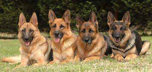 Warga Hibahkan Anjing Herder Untuk Bantu Polisi Amankan Natal Kaskus