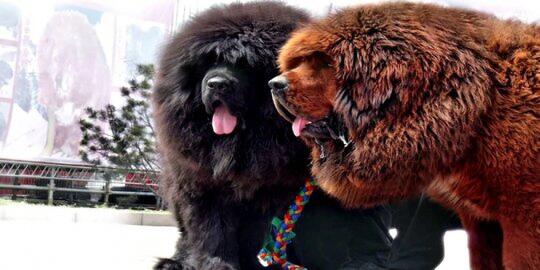 Balasan Dari Gak Punya Singa Anjing Didandani Mirip Singa Di Cina