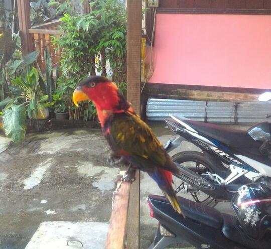 Cara Memilih Burung Nuri Kepala Hitam Yang Pintar Dan Bisa Bicara