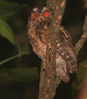 840+ Gambar Burung Hantu Asli Terbaik