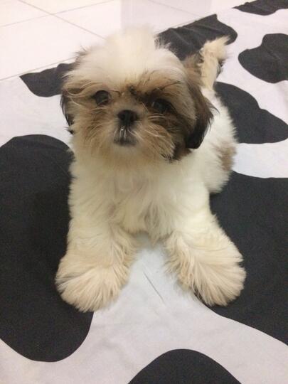 Shih Tzu Kaskus