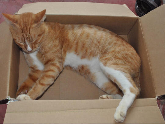 Kucing Domestik Kucing Murah Kucing Super