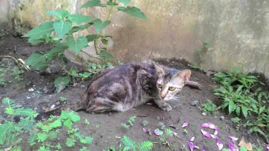 Kucing Domestik Kucing Murah Kucing Super
