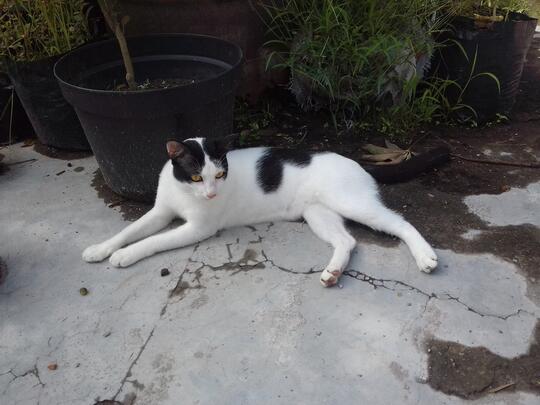 Kucing Domestik Kucing Murah Kucing Super