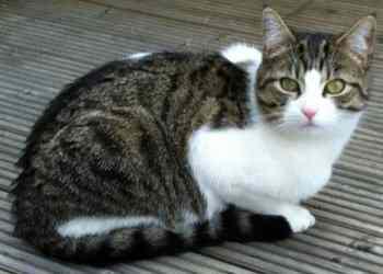 Kucing Domestik Kucing Murah Kucing Super