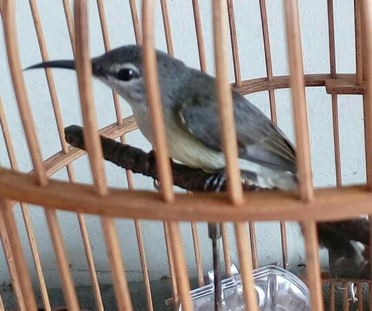 Balasan Dari Colibri Colibri Kaskus