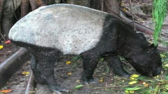 Ksda Provinsi Riau Lepaskan Tapir Ke Habitat Aslinya Kaskus