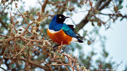 Keajaiban Evolusi Ciptakan Burung Warna Warni Page 2 Kaskus