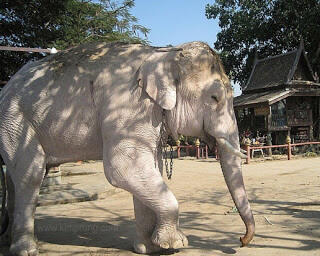 Inilah Hewan Hewan Putih Atau Albino Yang Ada Di Dunia Dan Jarang