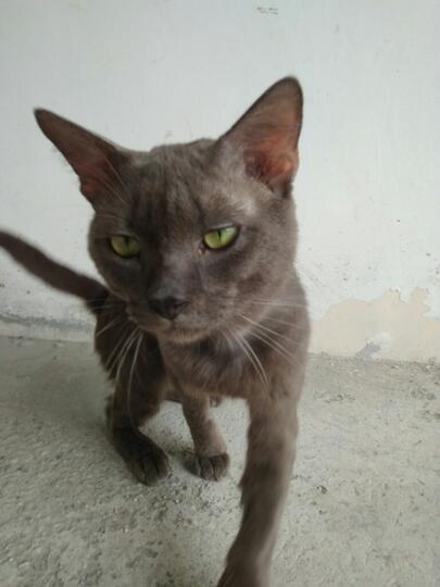 Kucing Russian Blue Asli / Palsu ?  KASKUS