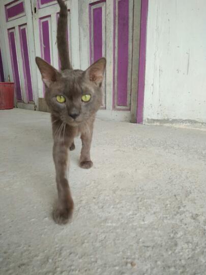 Kucing Russian Blue Asli / Palsu ?  KASKUS