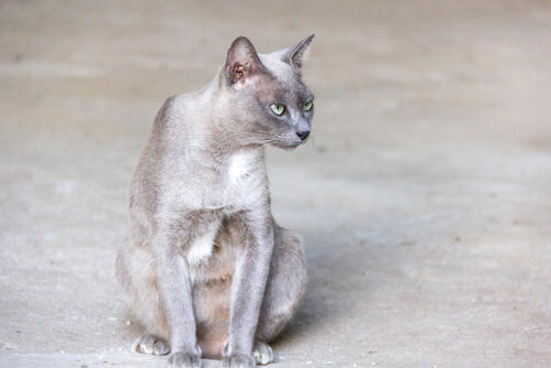 7 Warna Kucing yang Langka Banget - Page 6  KASKUS