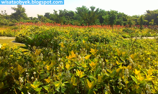 Taman Harmoni Keputih Wisata Bunga Sakura Surabaya Kaskus