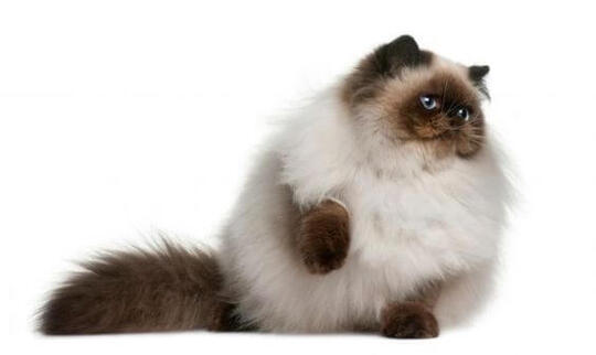 Jenis - Jenis Kucing Dari Berbagai Penjuru Dunia