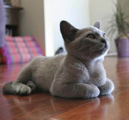Jenis - Jenis Kucing Dari Berbagai Penjuru Dunia