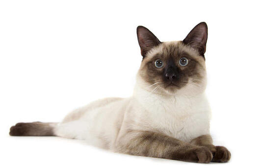 Jenis - Jenis Kucing Dari Berbagai Penjuru Dunia