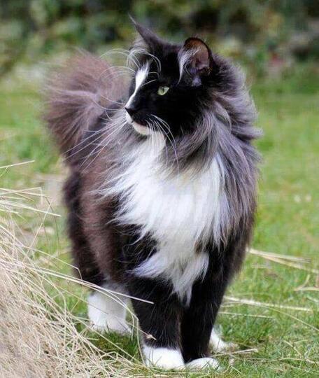Jenis - Jenis Kucing Dari Berbagai Penjuru Dunia