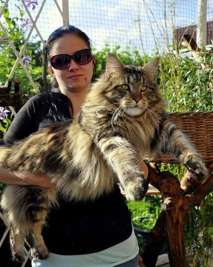 Jenis - Jenis Kucing Dari Berbagai Penjuru Dunia